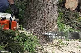Best Fruit Tree Pruning  in Silverton, OR